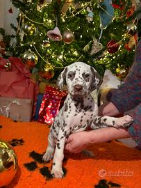Dalmata - Cuccioli Disponibili