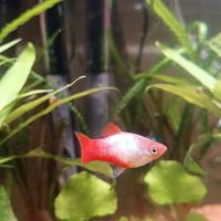 Platy