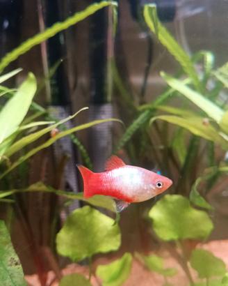 Platy