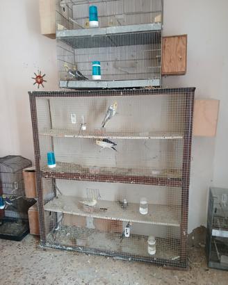 Pappagalli calopist ultime coppie affrettatevi