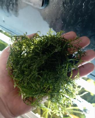 porzione di muschio Christmas Moss 