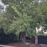 Legna in cambio di potatura