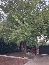 Legna in cambio di potatura