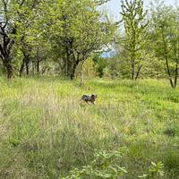 Setter 8 mesi avviato