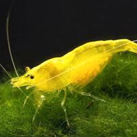 Piante ampullarie e altro