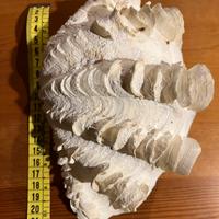 Conchiglia Trinadca squamosa gigas