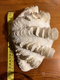 Conchiglia Trinadca squamosa gigas