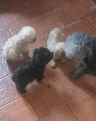 Barboncini cuccioli mimi toy