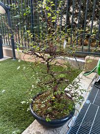 Bonsai olmo