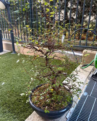 Bonsai olmo