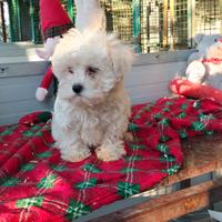 Maltesini Toy x appassionati