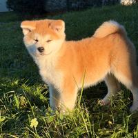 Cucciola Akita Inu pedigree