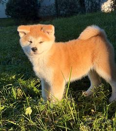 Cucciola Akita Inu pedigree