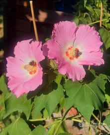 Hibiscus mutabilis cespuglio