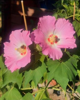 Hibiscus mutabilis cespuglio
