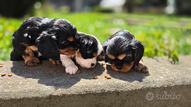 Cuccioli cavalier king