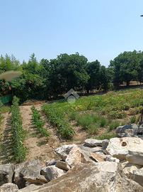 TER. AGRICOLO A CASSANO DELLE MURGE