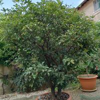 Pianta di agrifoglio (Ilex aquifolium)