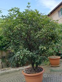 Pianta di agrifoglio (Ilex aquifolium)