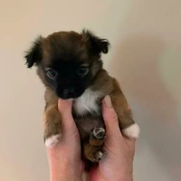 Chihuahua Toy e volpino di Pomerania Toy