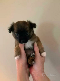 Chihuahua Toy e volpino di Pomerania Toy