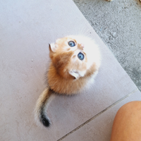 Gatti Scottish Fold Campania