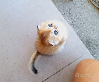 Gatti Scottish Fold Campania