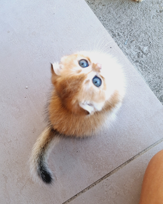 Gatti Scottish Fold Campania