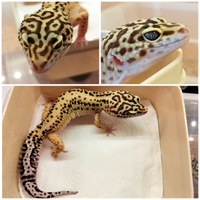 Geco leopardino maschio
