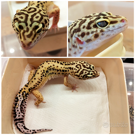 Geco leopardino maschio