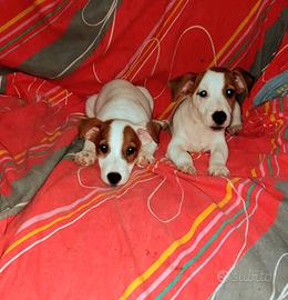 Cuccioli Jack Russell 2 mesi