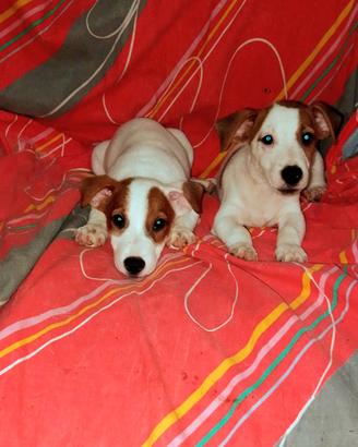 Cuccioli Jack Russell 2 mesi