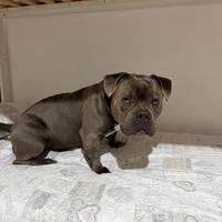 ?Disponibile per accoppiamento - American Bully?