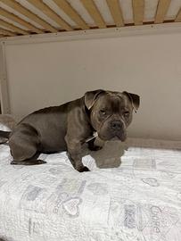 ?Disponibile per accoppiamento - American Bully?
