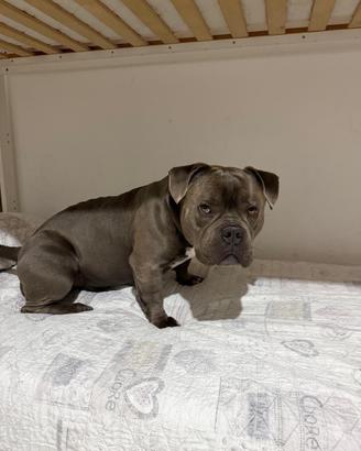 ?Disponibile per accoppiamento - American Bully?