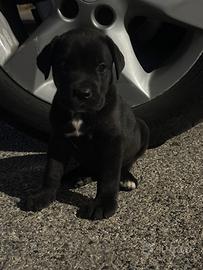 Cane corso