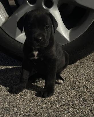 Cane corso