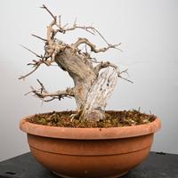 Bonsai di melograno