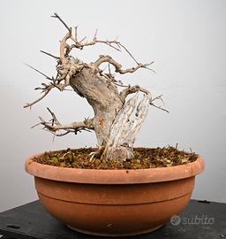 Bonsai di melograno