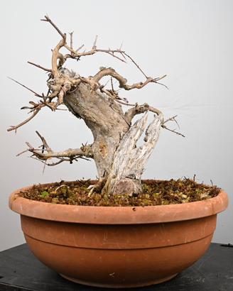 Bonsai di melograno