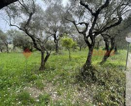 Terreno Agricolo Santi Cosma e Damiano [V325VCG]