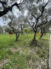 Terreno Agricolo Santi Cosma e Damiano [V325VCG]