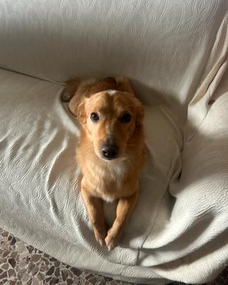 Cane meticcio