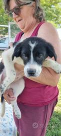 Pedro: cucciolo di 3 mesi buonissimo e coccolone