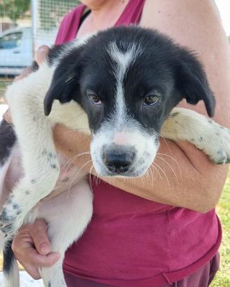Pedro: cucciolo di 3 mesi buonissimo e coccolone