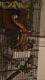 Coppia di Scoiattolo volante (petauro) con Gabbia