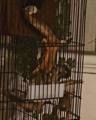 Coppia di Scoiattolo volante (petauro) con Gabbia