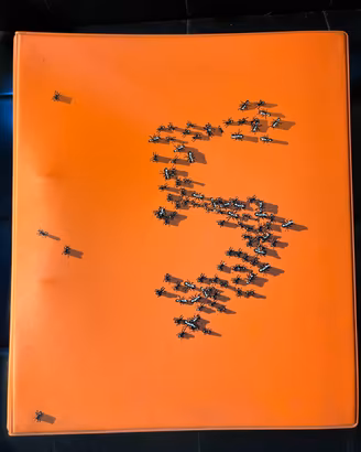 Documenta 5. 1972