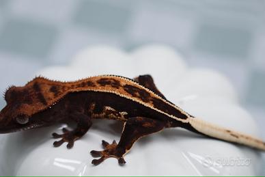 Geco ciliatus maschio