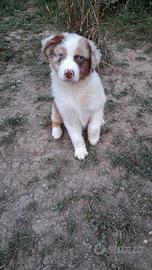 Cuccioli australian sheperd  maschio red merle